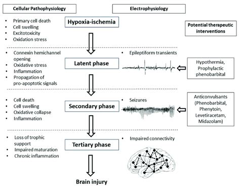Flow Diagram Showing The Phases Of Injury Including Hypoxia Ischemia