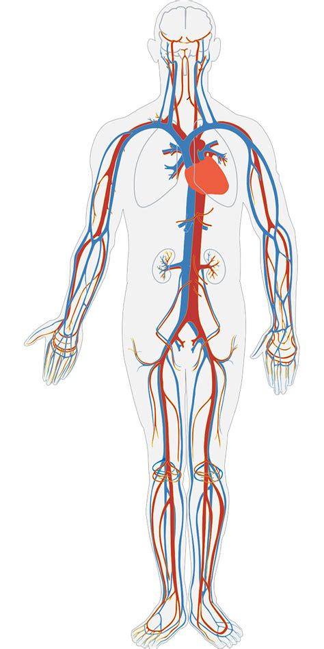 Sistema Circulatorio Del Ser Humano