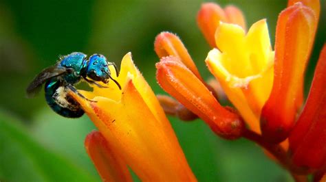 Scientists Spot Ultra Rare Blue Bee Feared Extinct Ecowatch