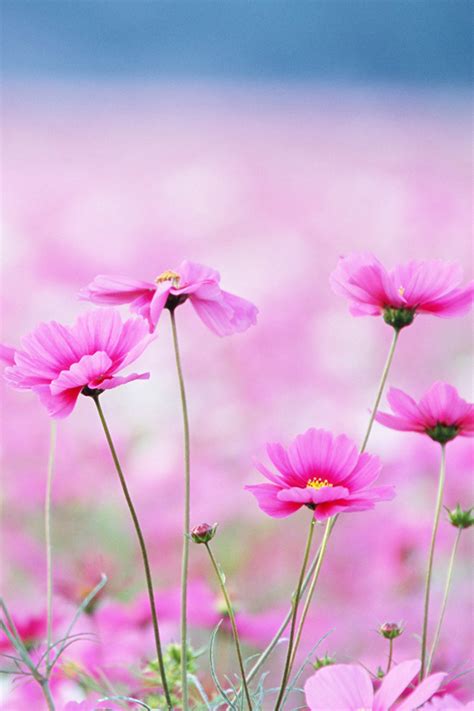 Pink Flowers Iphone Wallpaper Hd