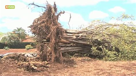 Kikuyu Elders Warning On Fallen Mugumo Tree Youtube
