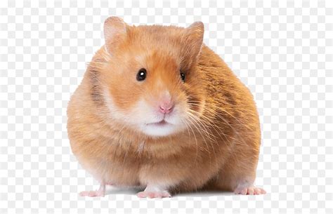 Hamster Png Image Short Haired Syrian Hamster