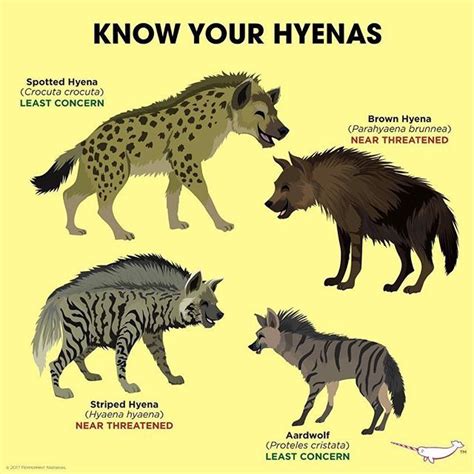 Know Your Hyenas Hyena Animals Wild Animals Information