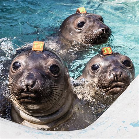 The Marine Mammal Center Reopens Monday February 10 — Ronnies Awesome List