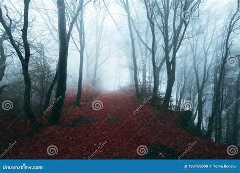 Dark Horror Path In Moody Foggy Forest Stock Photo Image Of