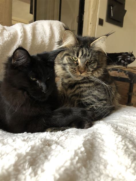 Two Cute Kitties Snuggling Away Cute Cats Cat Cuddle