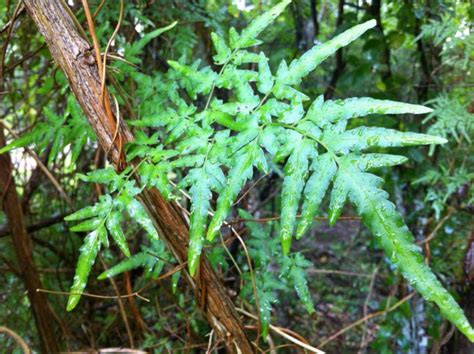 Japanese Climbing Fern Wild Weeds Ufifas Extension Baker County