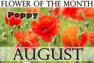 August's Birth Flowers | Holiday Smart
