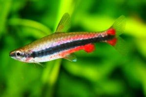 Нанностомус руброкаудатус nannostomus purple nannostomus red purple nannostomus trifasciatus red pencil nannostomus red pensil 2. Nannostomus beckfordi, Beckford's Pencilfish , Golden ...