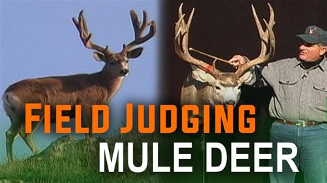 Deer Scoring The Easy Way How To Field Judge Mule Deer With Mike
