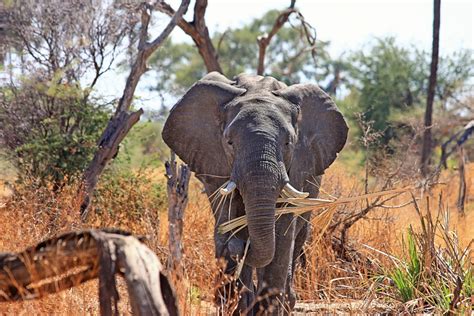 15 Most Dangerous Animals In Africa Lowvelder