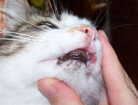 My Cat Has Sores On Her Lips Toxoplasmosis