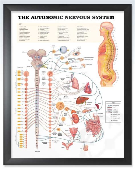 Autonomic Nervous System Exam Room Anatomy Posters Clinicalposters