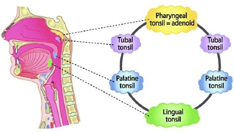 Lingual Tonsil Outlander Anatomy