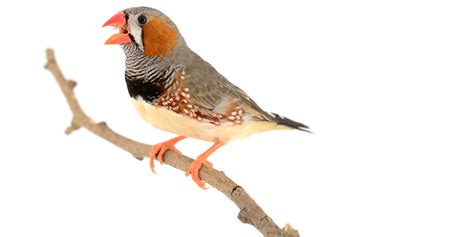 Ich habe schon über einige heimische singvögel berichtet, die ich in der natur wie sieht ein singvogel aus? Wie Singvögel einen neuen Gesang lernen | ETH Zürich
