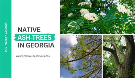4 Native Ash Trees In Georgia All You Need To Know Regional Gardening