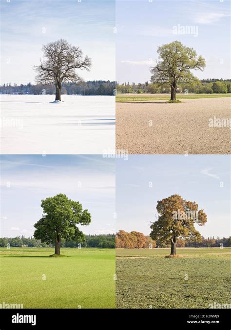 Four Seasons Tree Hi Res Stock Photography And Images Alamy