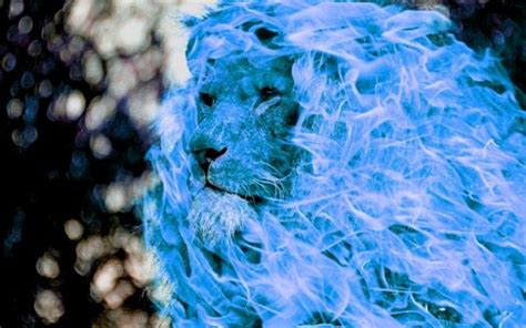 Angry 32 Blue Angry Fire Lion Wallpaper Png