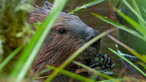 leave it to beavers full episode nature pbs