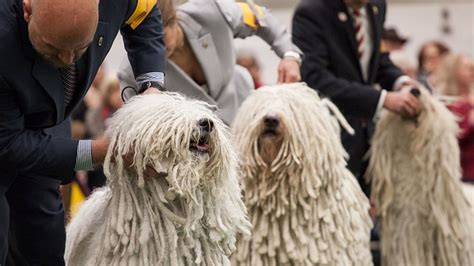 9 Fuzzy Facts About The Komondor Mental Floss