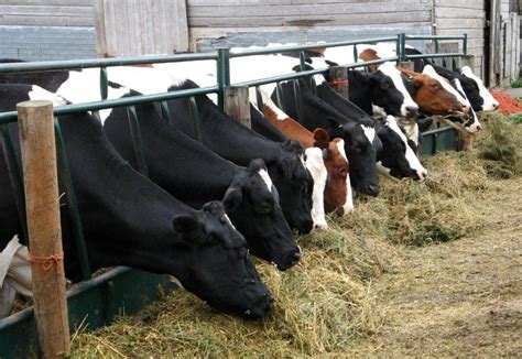 Livestock and Crops - The Kooistra Farm