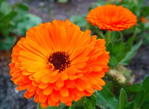 Imágenes de flores y plantas: Caléndula