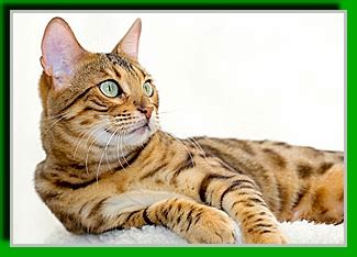 www.canalettos.de, Maine Coon Katzen