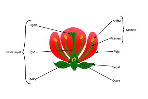 Diagram Of The Parts Of A Flower