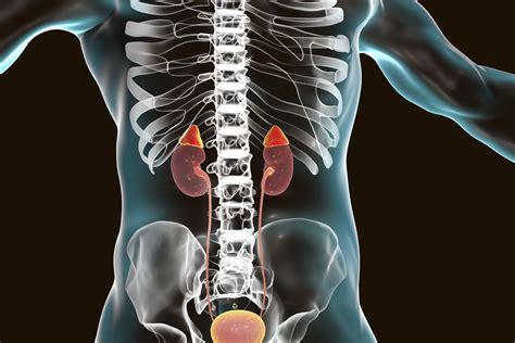 Adrenal Gland Overview Introduction To Adrenal Gland Function Anatomy