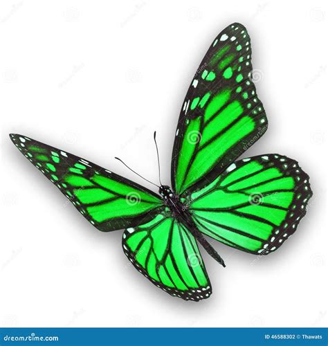 Green Butterfly Flying Stock Photo Image Of Closeup 46588302