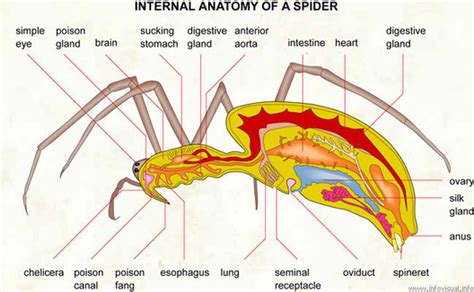 Arachnids Spider Arachnidaaraneae Phylum Facts