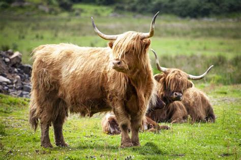 Scottish Highland Cattle A Hardy Breed Worth Raising Rural Living Today