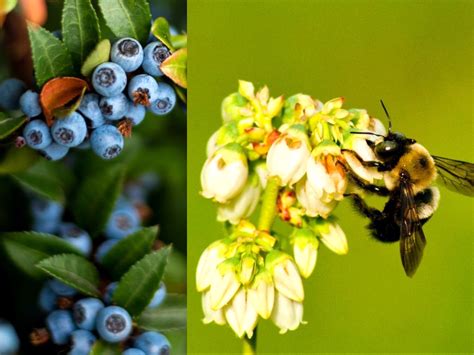 Bees Blueberry Pollination Green Queen