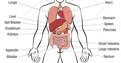 Male Anatomy Internal Organs Human Male Anatomy Model With Internal