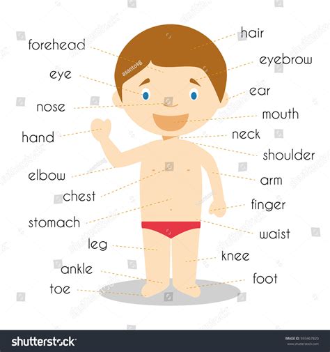 Human Body Parts Vocabulary Vector Illustration Image Vectorielle De