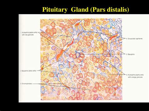 Ppt Pituitary Gland Powerpoint Presentation Free Download Id2616890