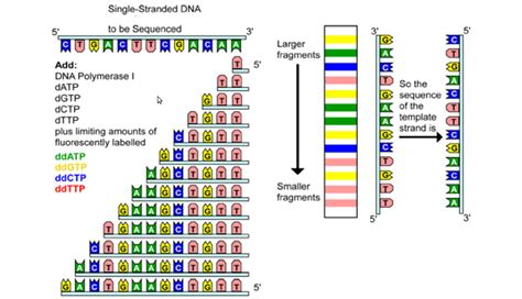 Gene Sequence Definition Jzaradical