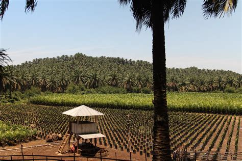 Immature (from land clearing to first harvest with comprehensive coverage of replanting). Oil palm nursery near Bengkulu, Sumatra | Photo by James ...