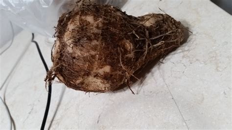 asian potato with hair very dense and starchy whatisthisthing