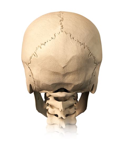 Cranial cavity , cranial sutures. Bone Development - Some Concise Notes for Review - Interactive Biology, with Leslie Samuel