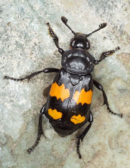 Sexton Beetle Nicrophorus Vespilloides Bugguidenet