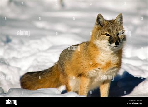 Full Shot Of Swift Fox Wathing Prey In Snow Stock Photo Alamy