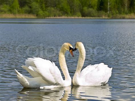 Two White Swans In Love Emotions At The Stock Image Colourbox