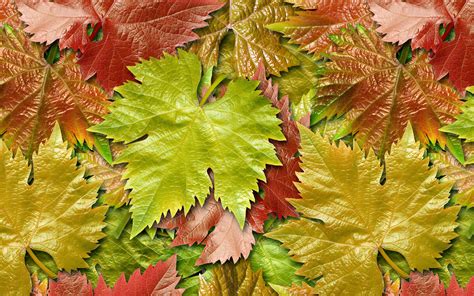 Download Wallpapers Colorful Leaves Texture 4k Macro Autumn Leaves
