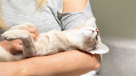 Cat Laying In Womans Arms