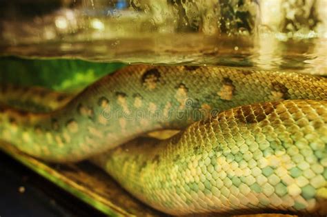 Anaconda Water Boa Snake At Aquarium Stock Image Image Of Nature