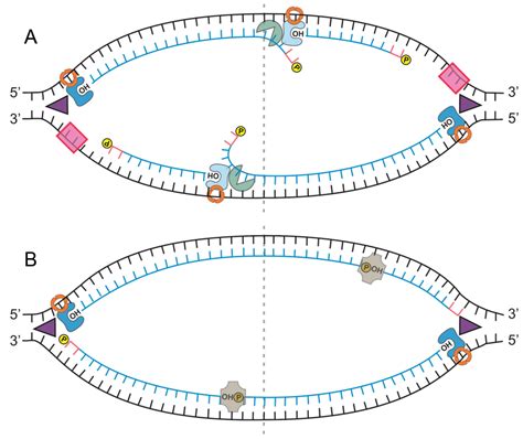 Chapter 14 DNA Replication In Fundamentals Of Cell Biology On OpenALG