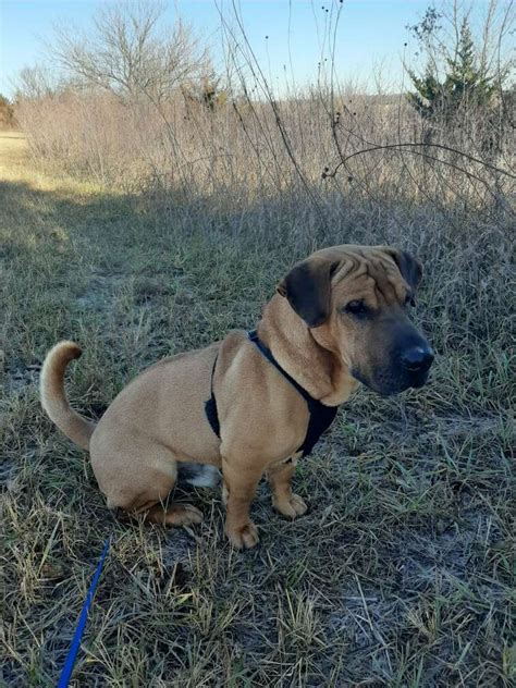 George | Saving Death Row Dogs