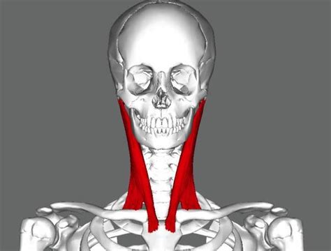 Are Your Weak Neck Muscles Making Your Hamstrings Tight Shoulder