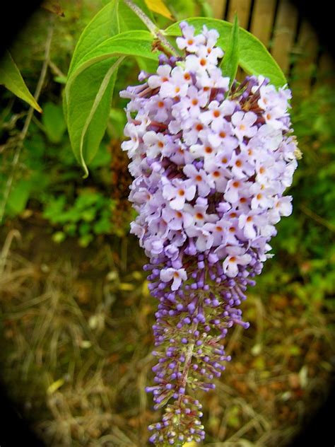 Establishing native shrubs and plants in your garden. Buddleja in my neighbour's garden | Garden, Plants, Shrubs